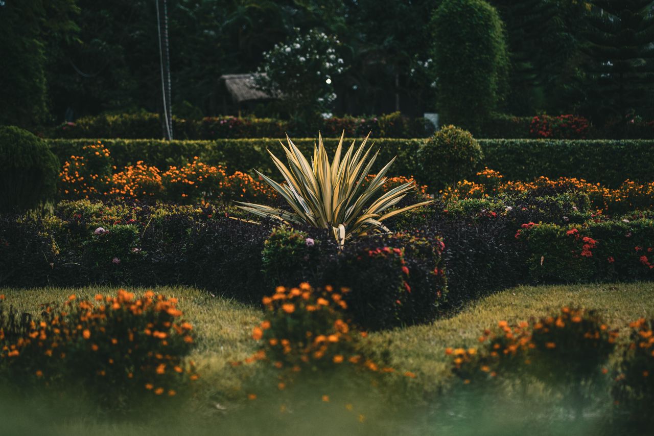 A serene garden in Bangladesh featuring vibrant orange flowers and a striking yucca plant.